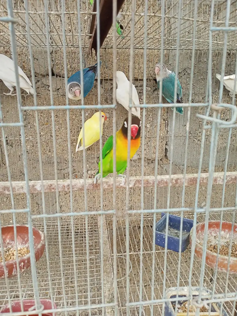 Breeder Black Mask Lovebirds Pair for sale Healthy and Active — photo 7