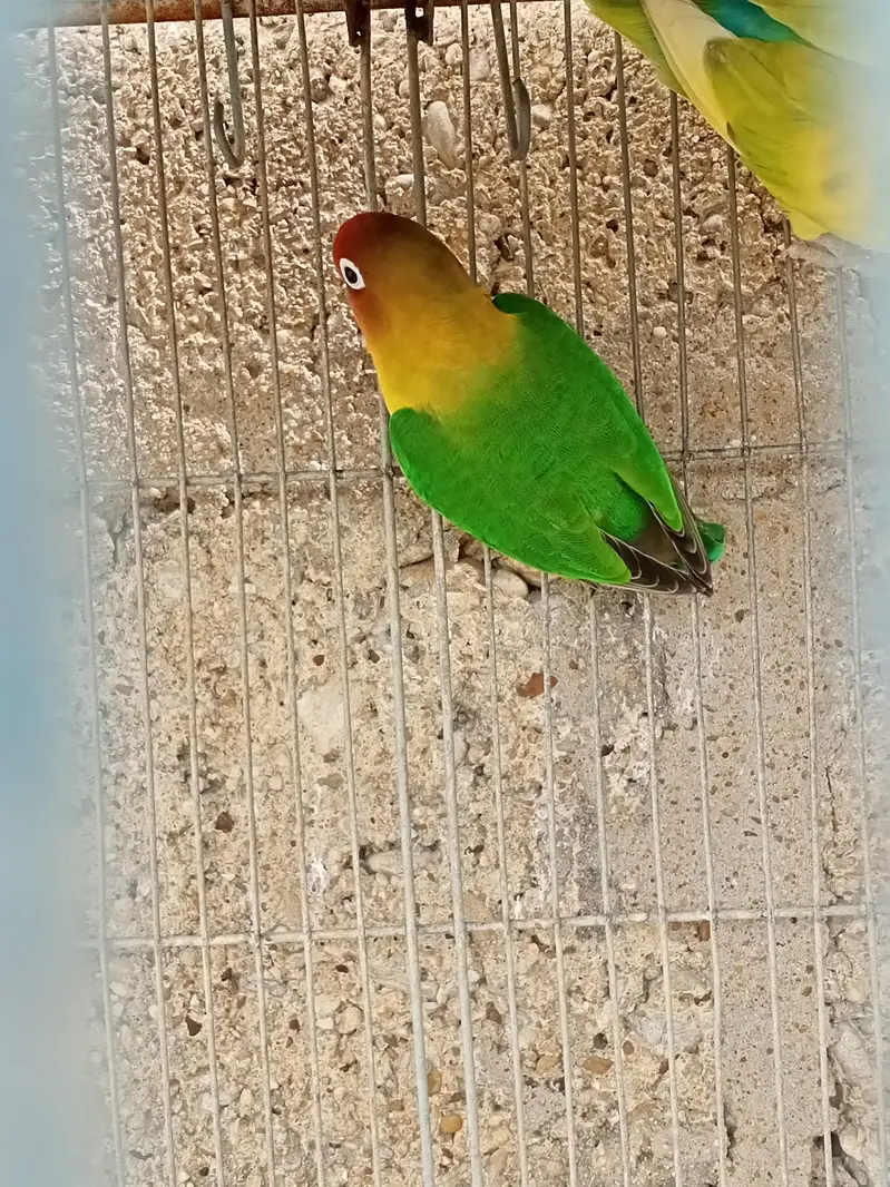 Breeder Black Mask Lovebirds Pair for sale Healthy and Active — photo 8