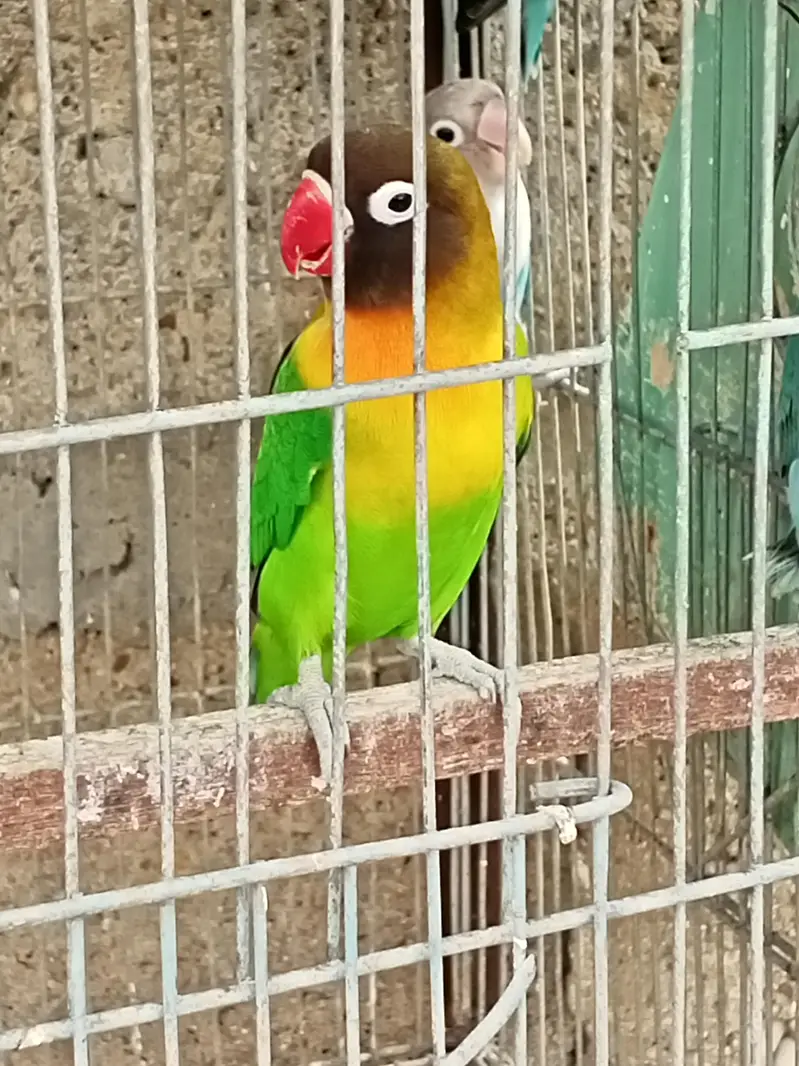 Breeder Black Mask Lovebirds Pair for sale Healthy and Active — photo 9