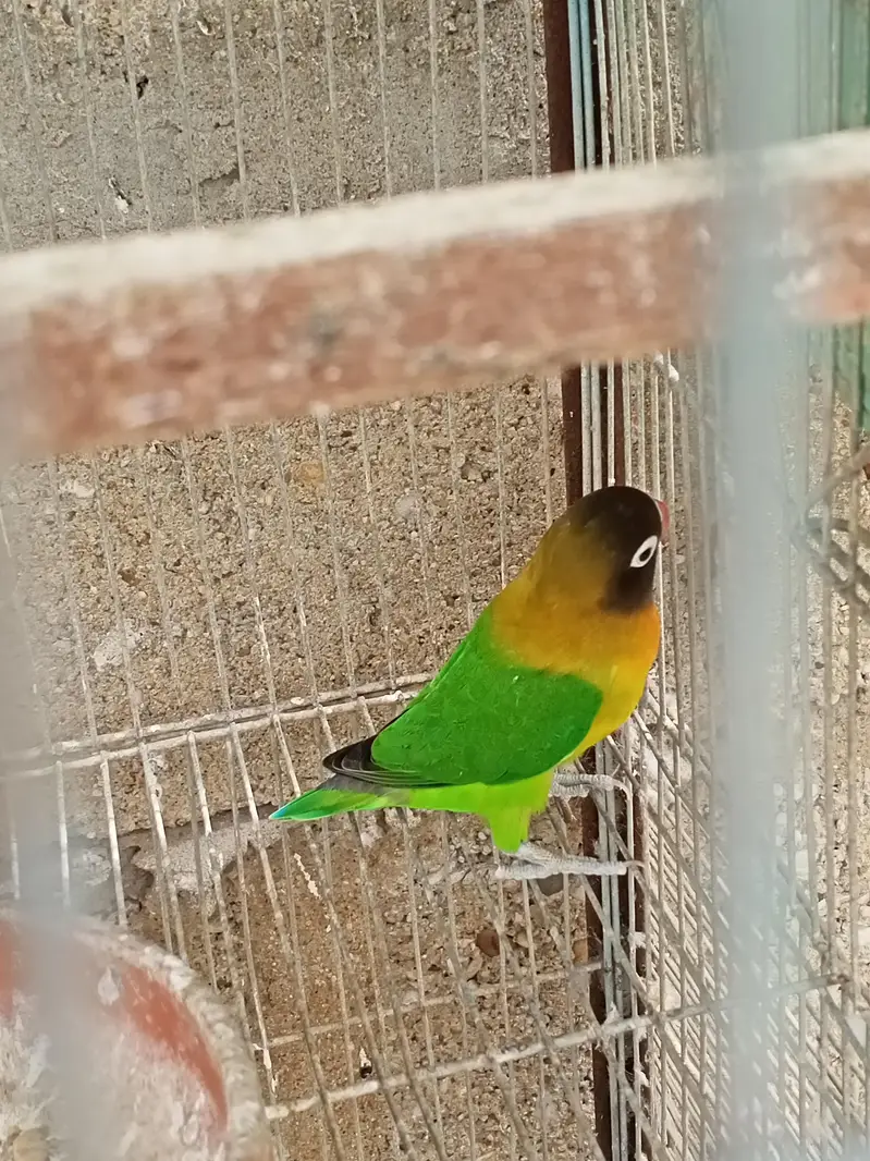 Breeder Black Mask Lovebirds Pair for sale Healthy and Active — photo 10