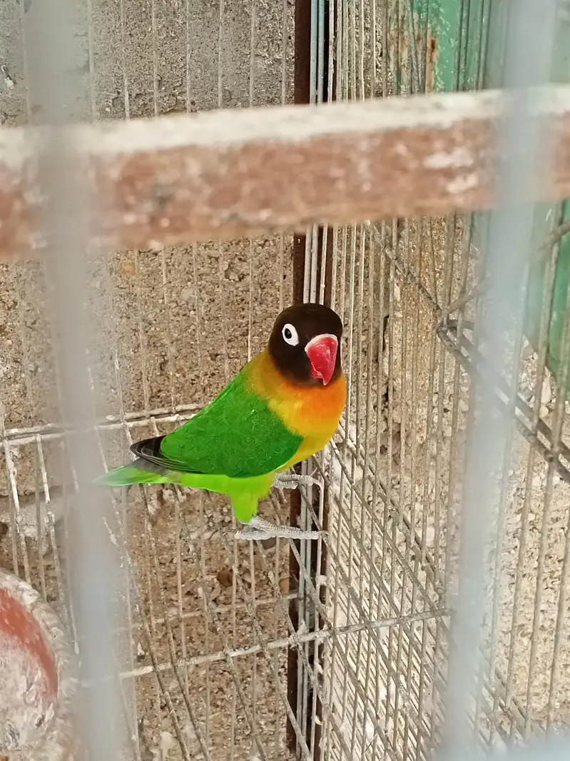 Breeder Black Mask Lovebirds Pair for sale Healthy and Active — photo 11