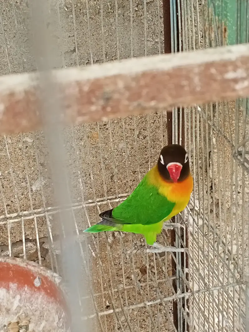 Breeder Black Mask Lovebirds Pair for sale Healthy and Active — photo 12