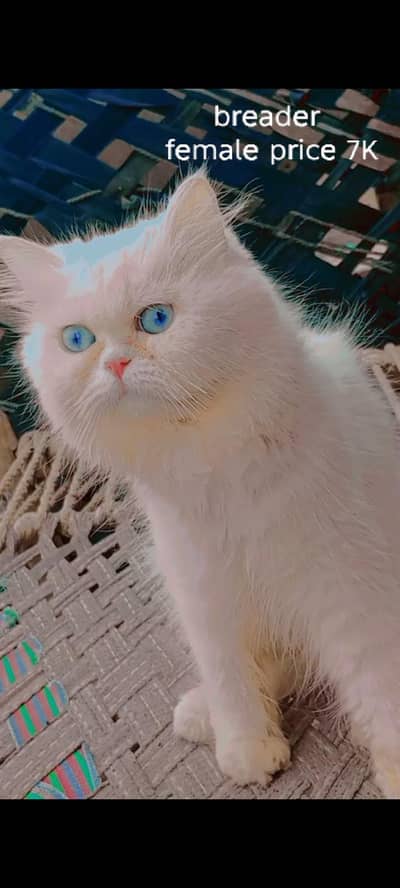 5 cats for sale 30K