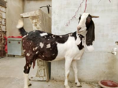 Kamoori Desi Bakri