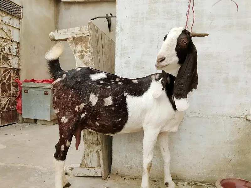 Kamoori Desi Bakri — photo 2