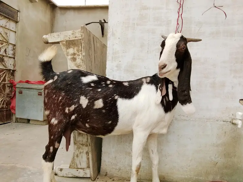 Kamoori Desi Bakri — photo 3