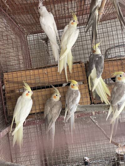 Eno Cocktail Cream Cocktail Grey Breeder Pairs