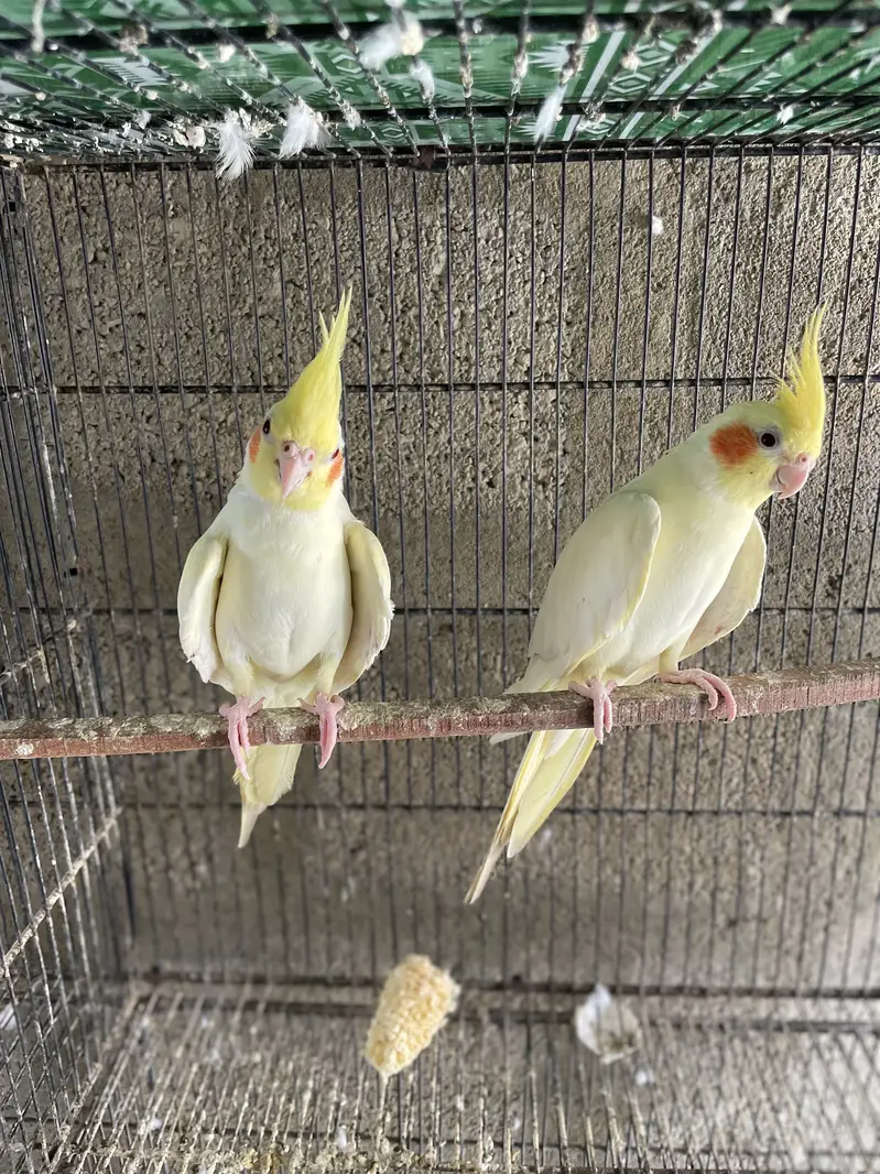 Eno Cocktail Cream Cocktail Grey Breeder Pairs — photo 2