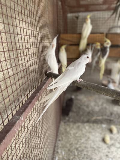 Eno Cocktail Cream Cocktail Grey Breeder Pairs