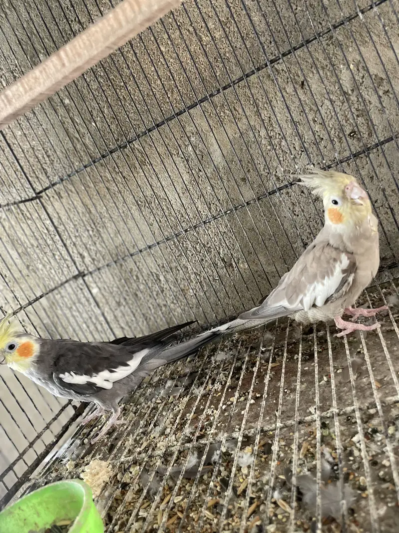 Eno Cocktail Cream Cocktail Grey Breeder Pairs — photo 7