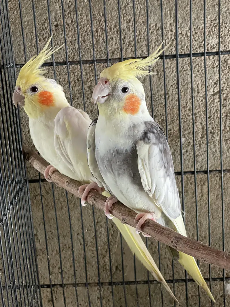 Eno Cocktail Cream Cocktail Grey Breeder Pairs — photo 9