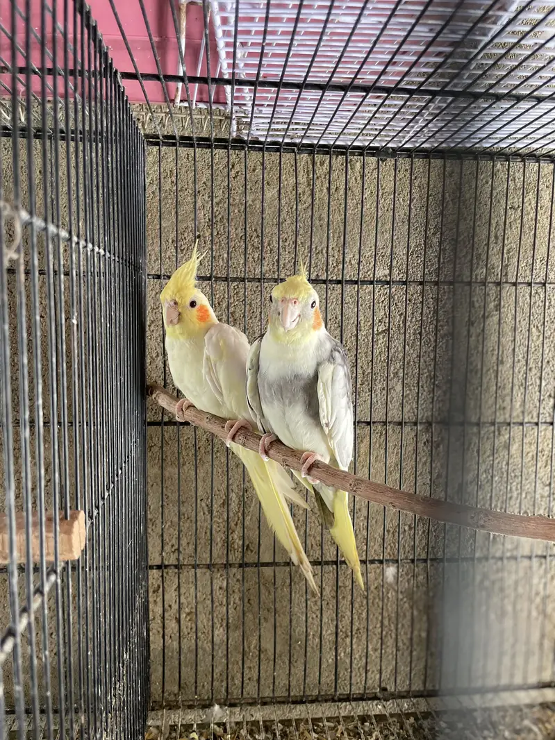 Eno Cocktail Cream Cocktail Grey Breeder Pairs — photo 11