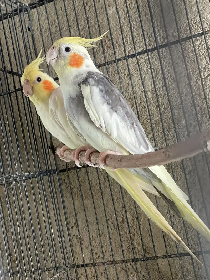 Eno Cocktail Cream Cocktail Grey Breeder Pairs — photo 12