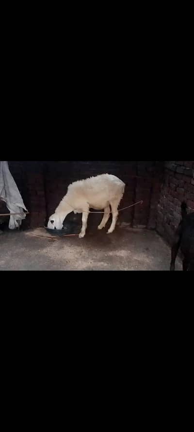pregnant kajli bhair