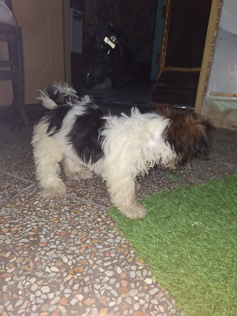 Shih Tzu bread 0