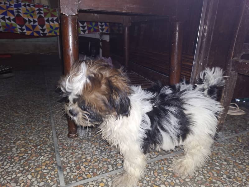 Shih Tzu bread 1