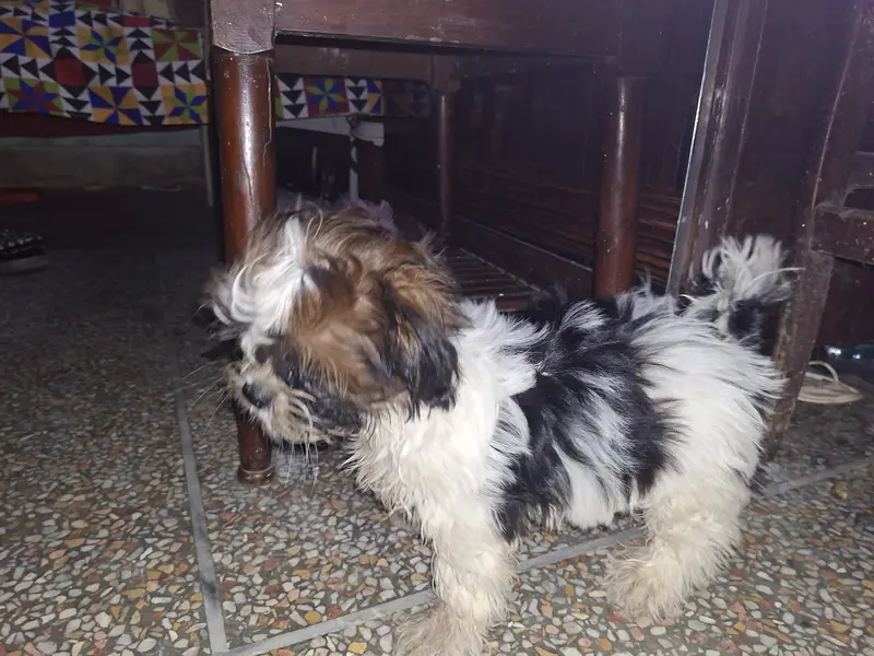 Shih Tzu bread — photo 2