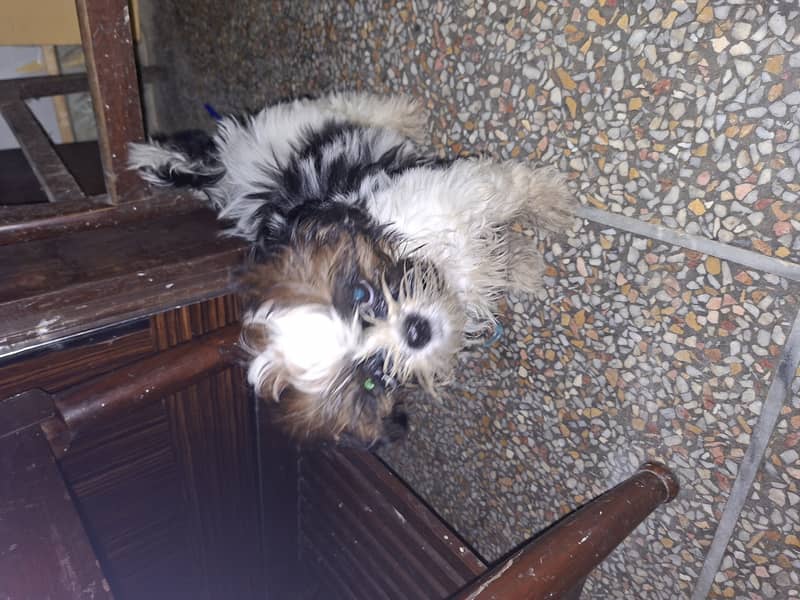 Shih Tzu bread 2