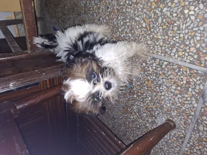 Shih Tzu bread — photo 3