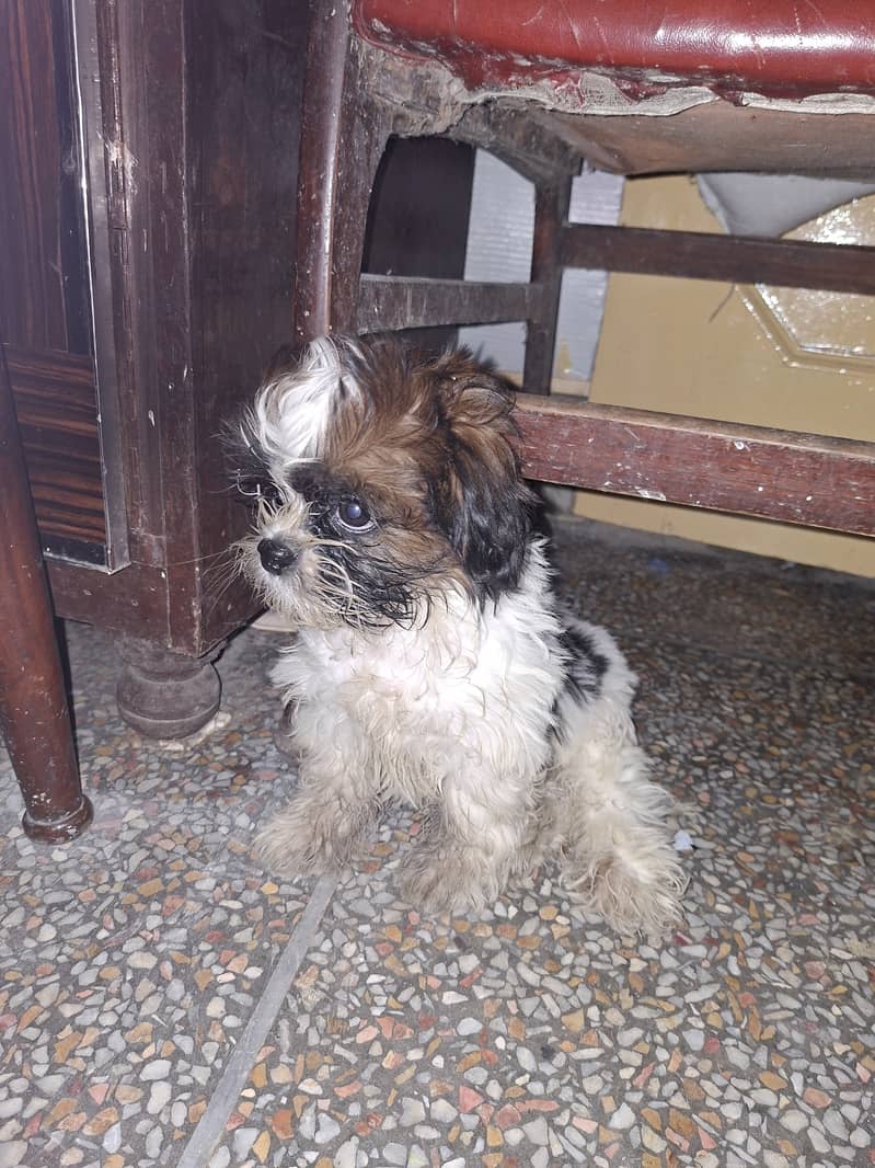 Shih Tzu bread 3
