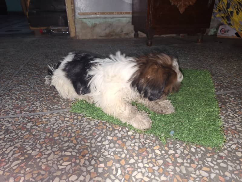Shih Tzu bread 4