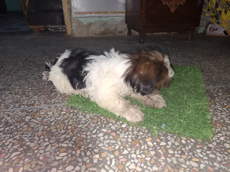 Shih Tzu bread — photo 5