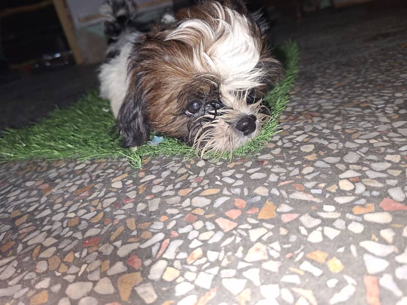 Shih Tzu bread 5