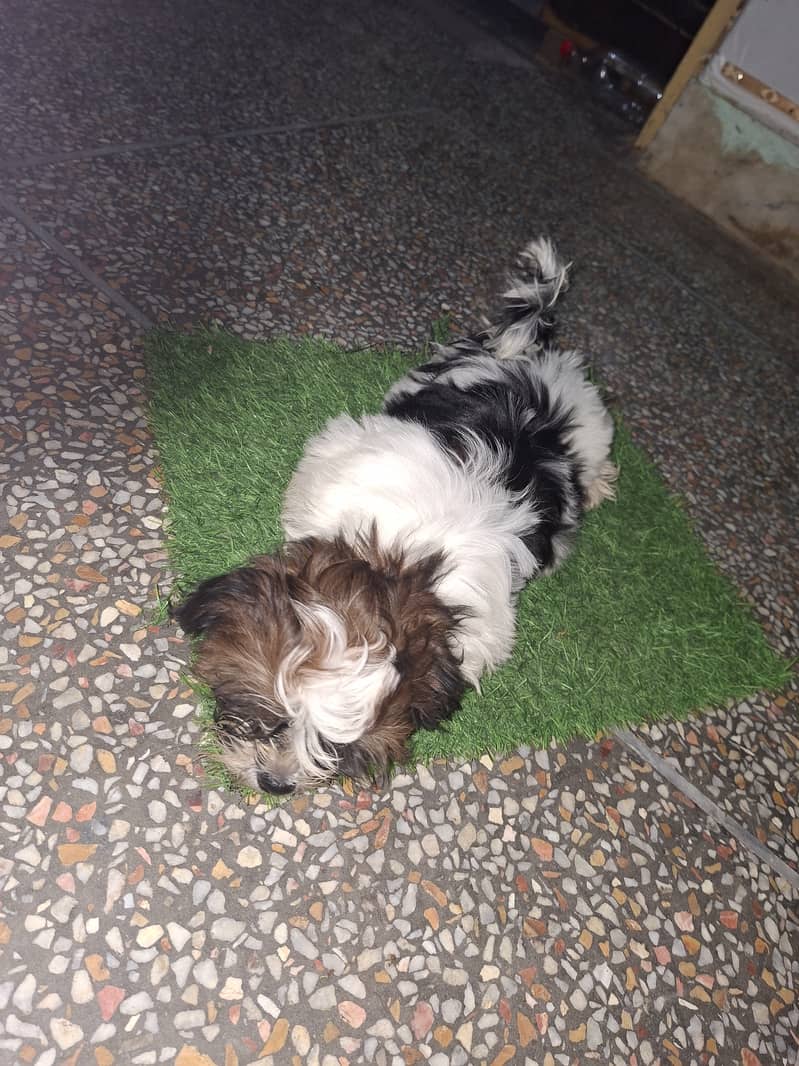 Shih Tzu bread 6
