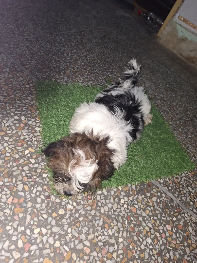 Shih Tzu bread — photo 7