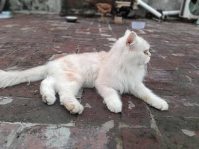 I am selling my cat