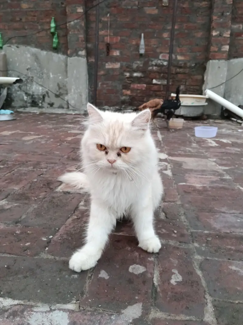 I am selling my cat — photo 2