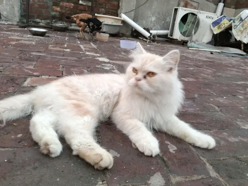 I am selling my cat — photo 3