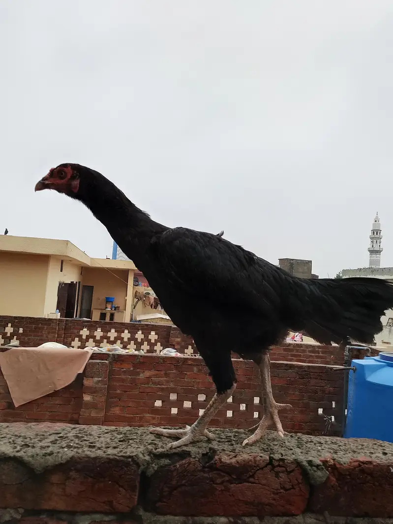 Home breed — photo 2