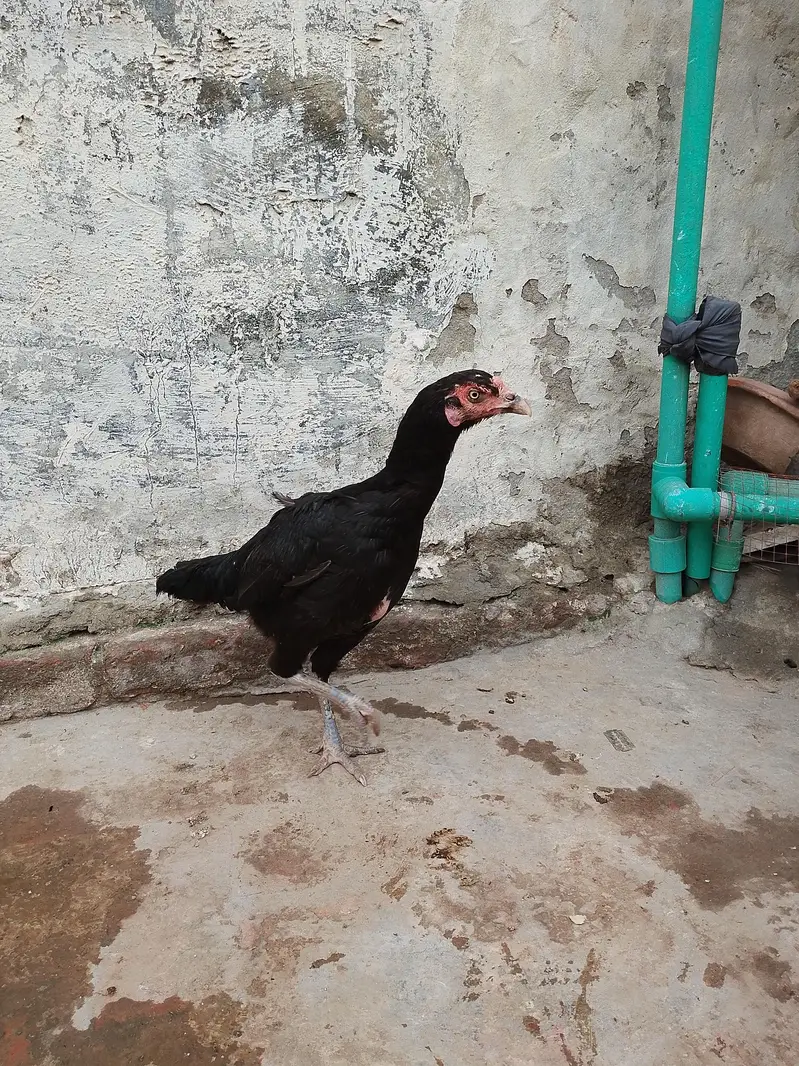 Home breed — photo 5