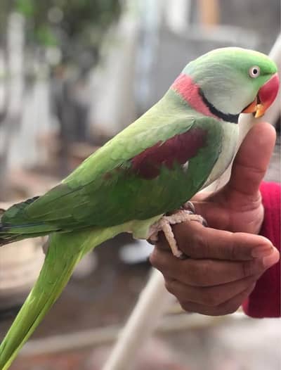 raw parrot male