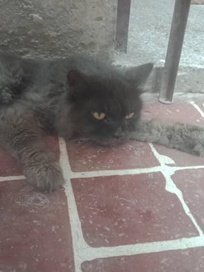 Persian cat double koted mail