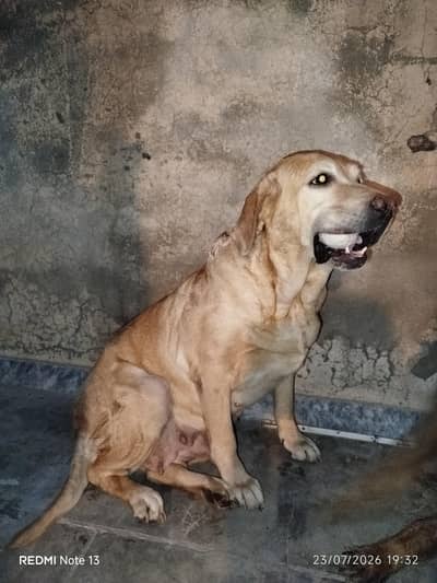 4-years old Female Dog. . Golden retriever American Labrador