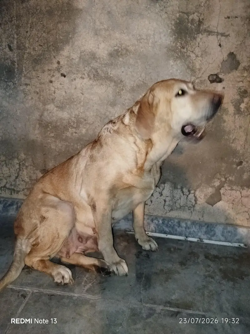 4-years old Female Dog. . Golden retriever American Labrador — photo 2
