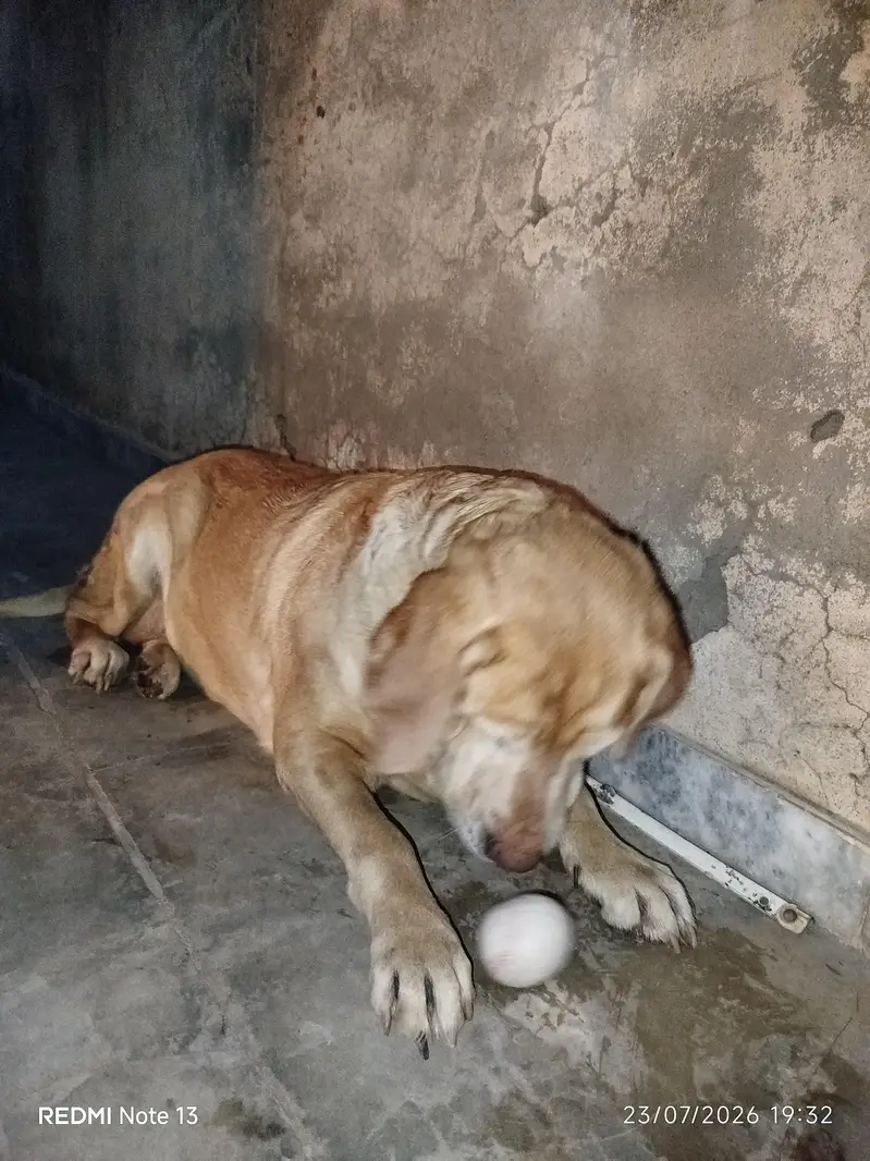 4-years old Female Dog. . Golden retriever American Labrador — photo 3