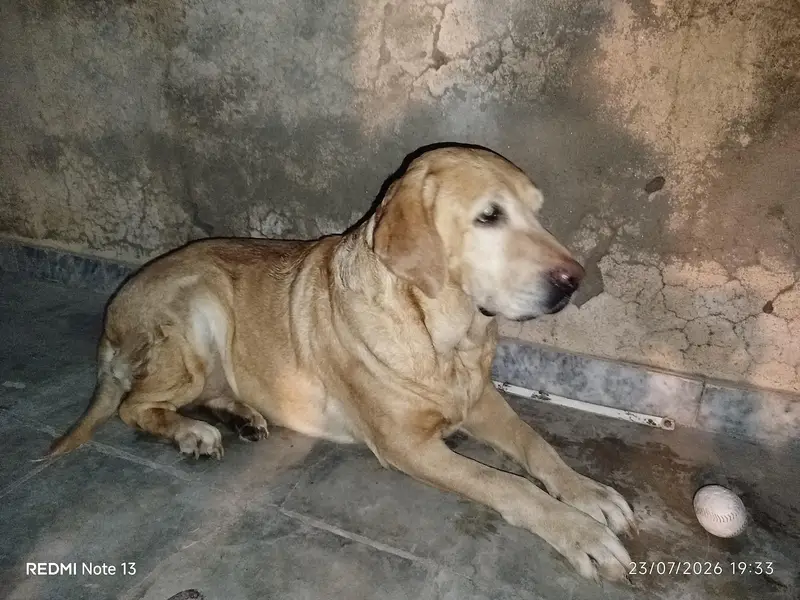 4-years old Female Dog. . Golden retriever American Labrador — photo 4