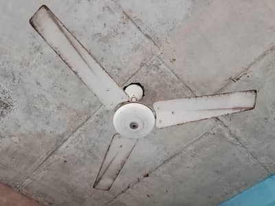 Indus fan