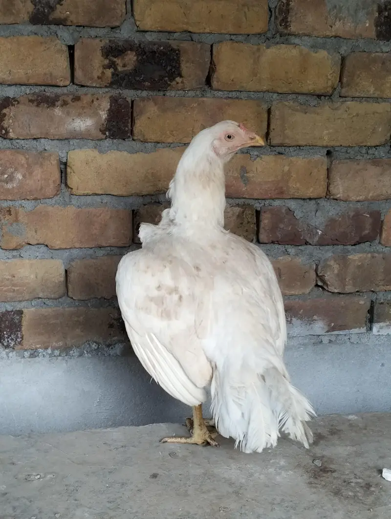Heera Madi — photo 2