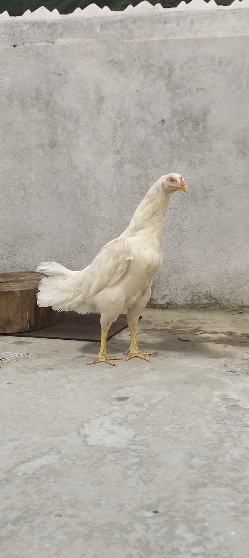 Heera Madi — photo 3