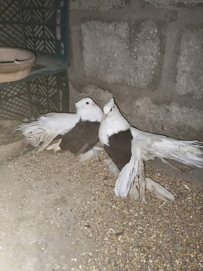 American fantail Laka Cabooter , full size breeder jora