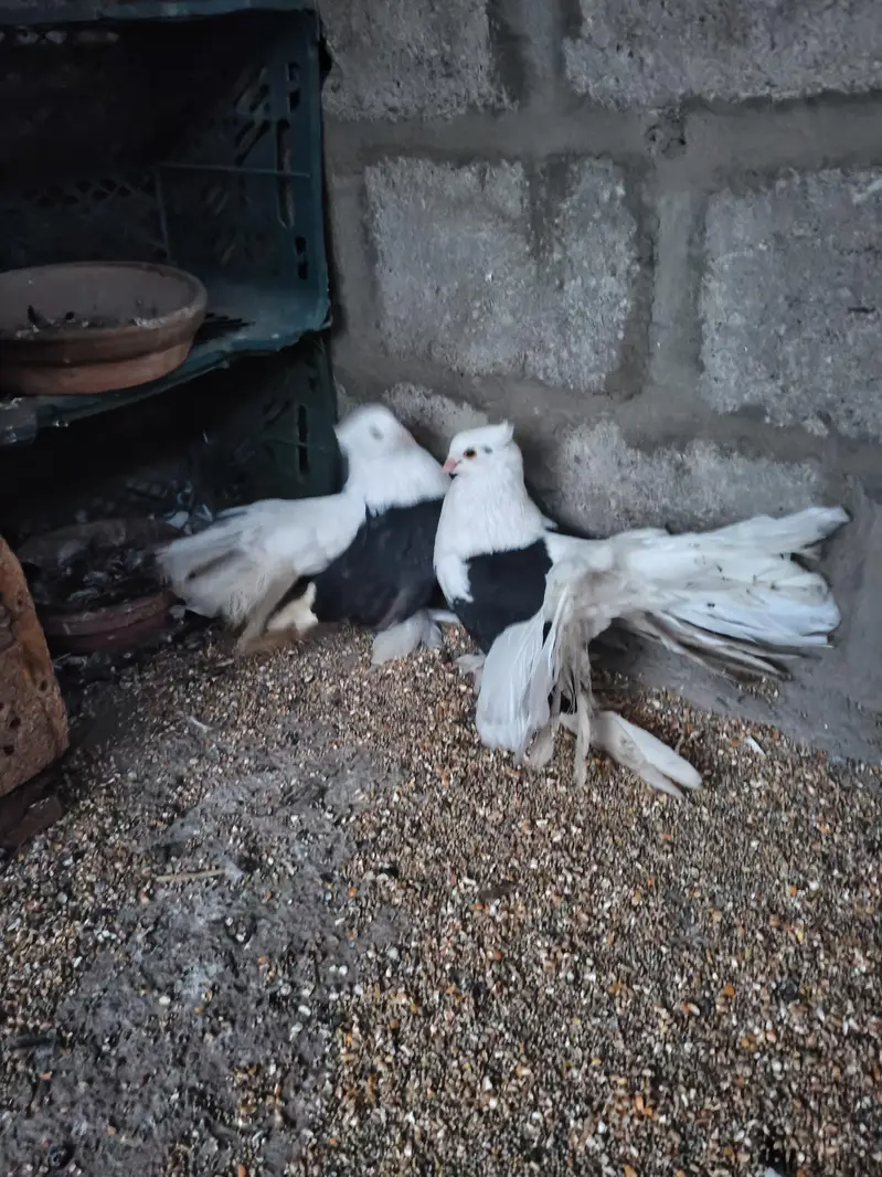American fantail Laka Cabooter , full size breeder jora — photo 3