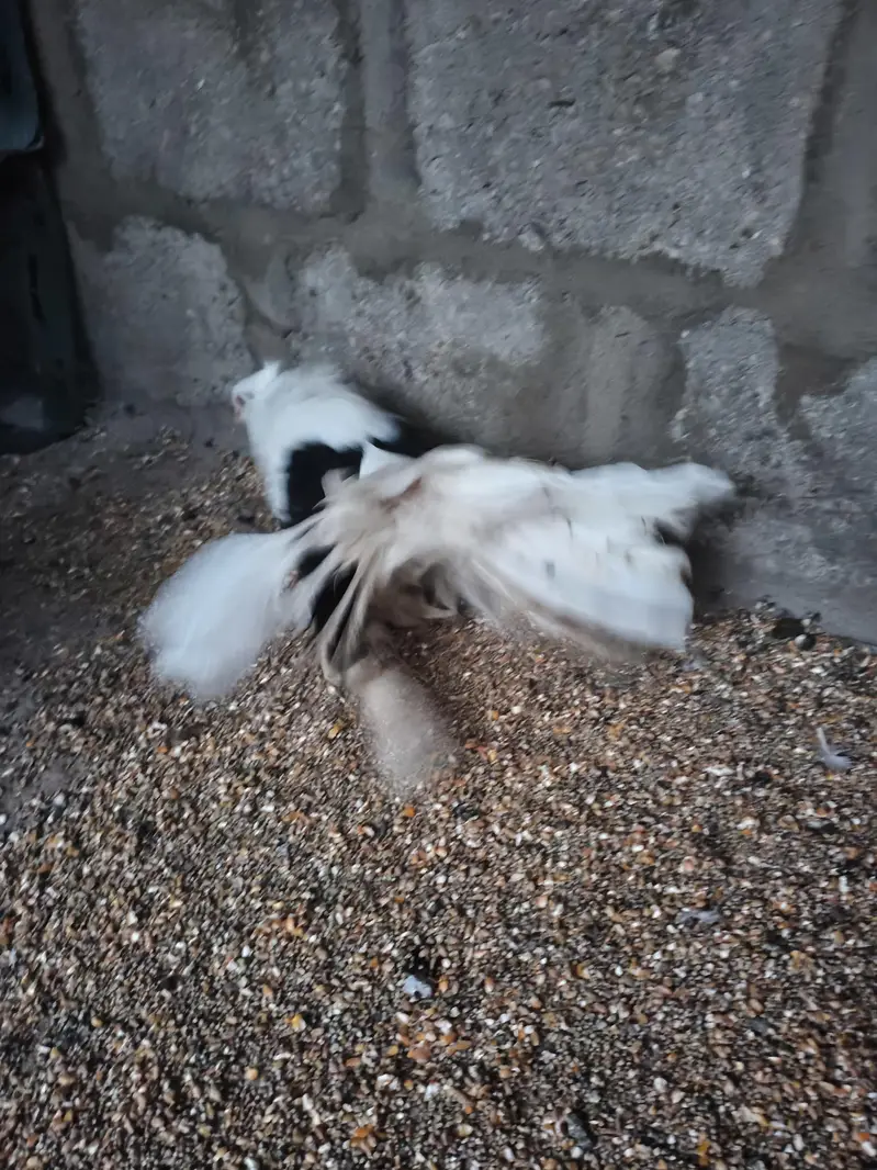 American fantail Laka Cabooter , full size breeder jora — photo 4