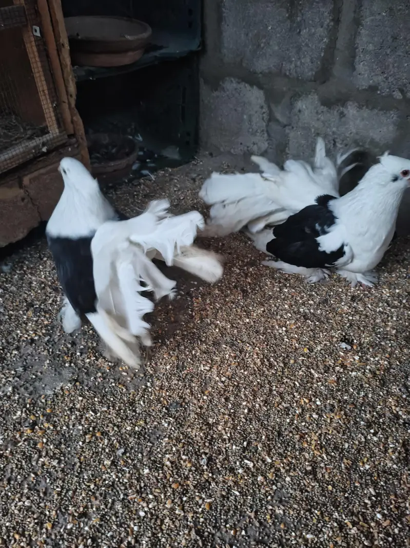 American fantail Laka Cabooter , full size breeder jora — photo 6