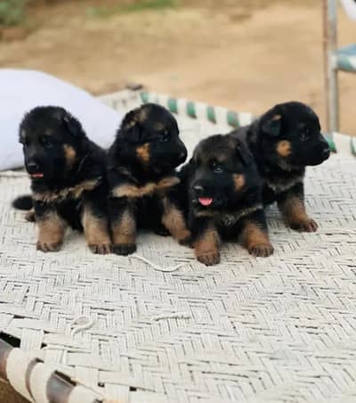 long coat German shepherd puppies