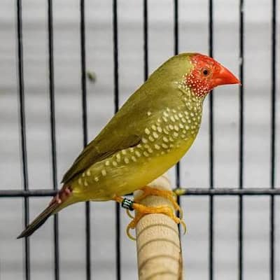Star Finch Breeder Pair Exotic Finches