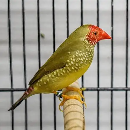 Star Finch Breeder Pair Exotic Finches